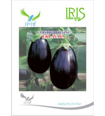 Brinjal Iris F1 Eklavaya 10 grams